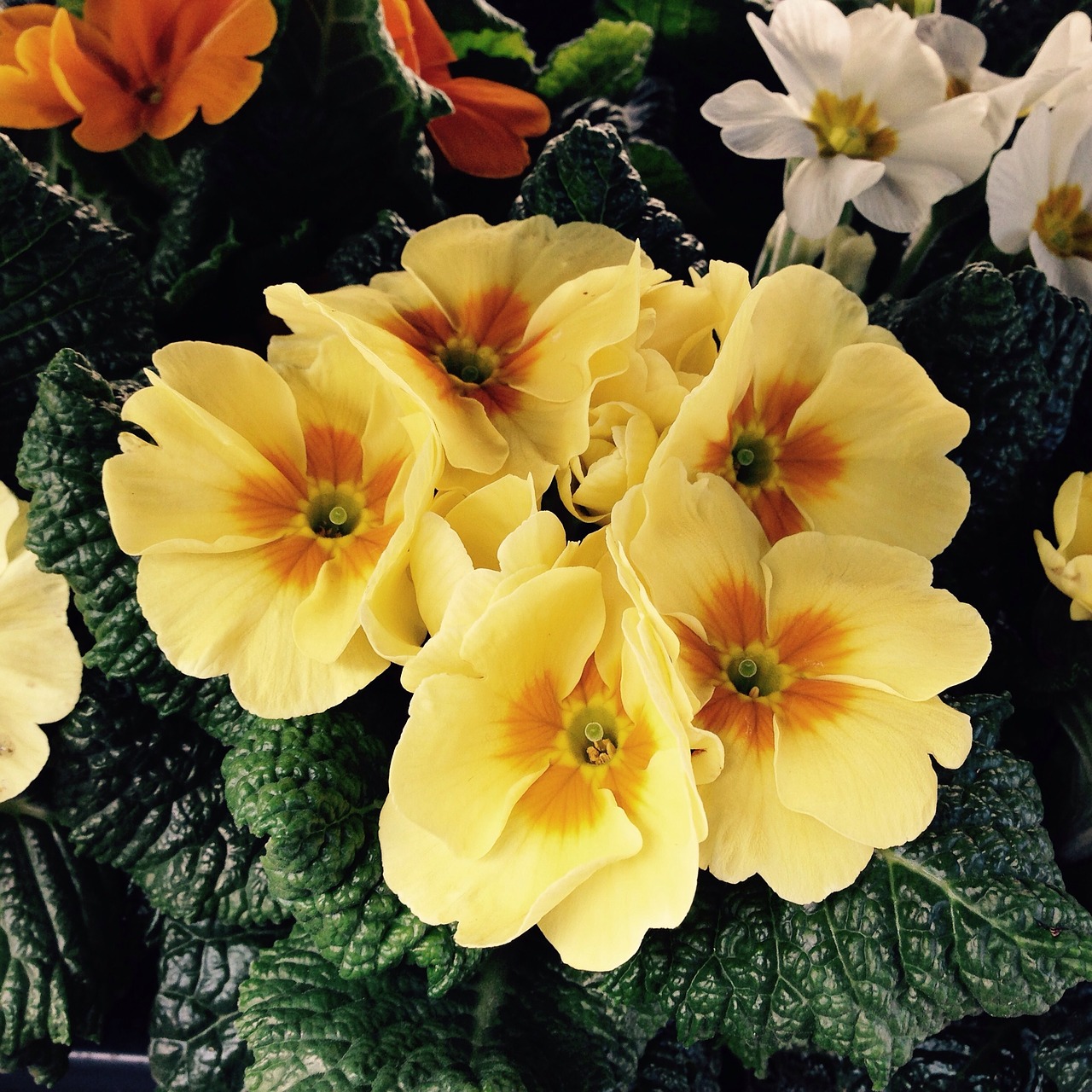 primula flowers spring free photo