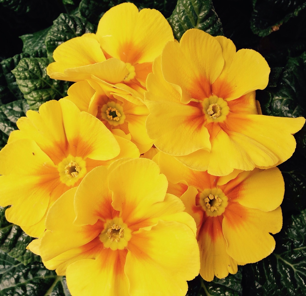 primula flowers spring free photo