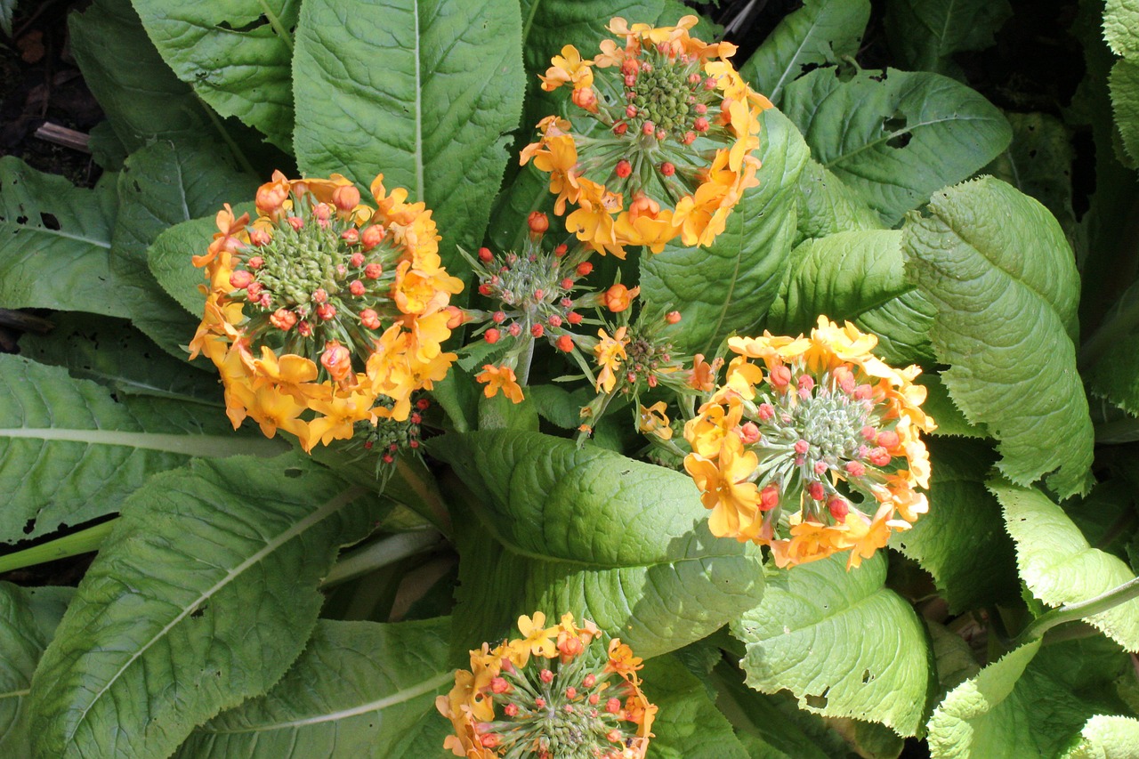 primula bulleyana flower plant free photo