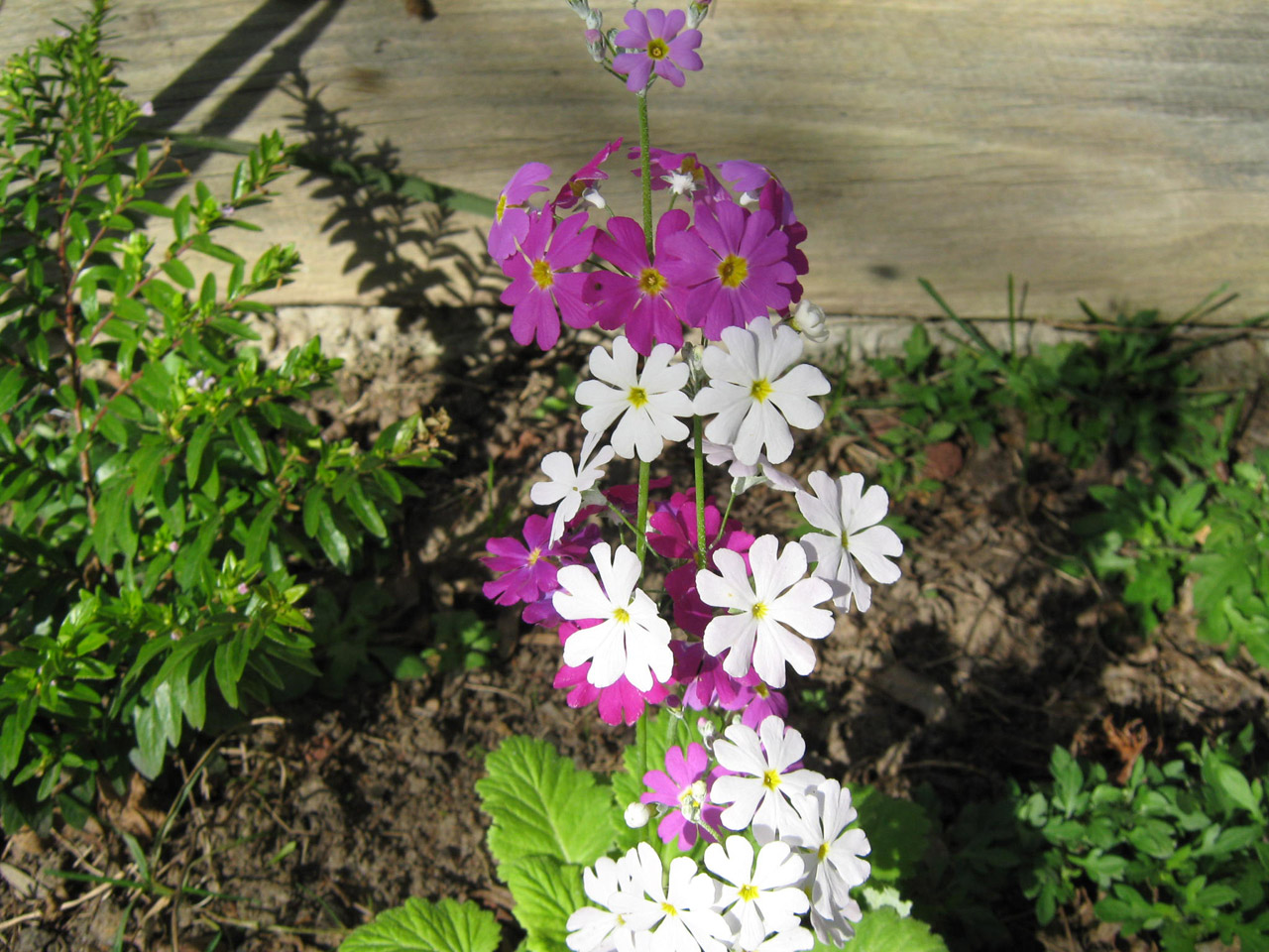 primula flower white free photo