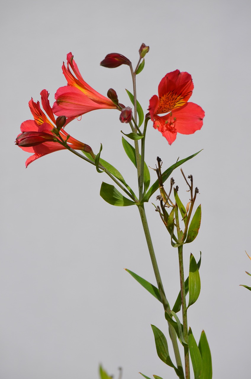 princess lily flowers floral free photo