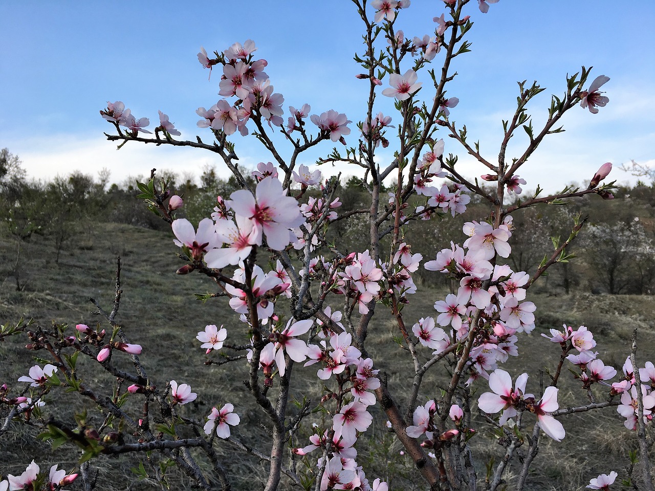 printemps spring primavera free photo