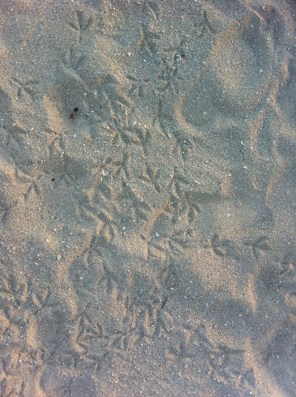 prints sand bird free photo