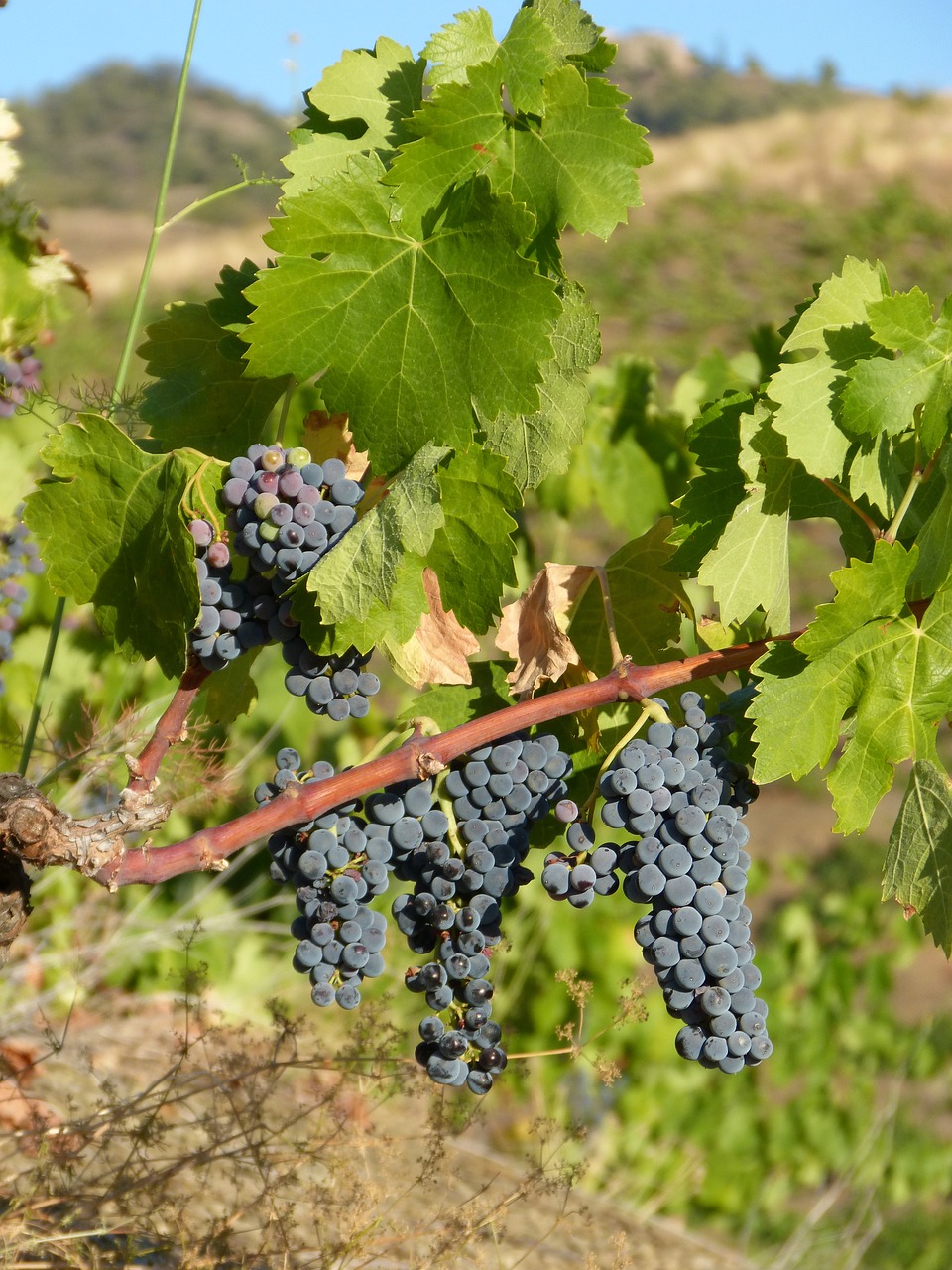 priorat vineyard vine free photo
