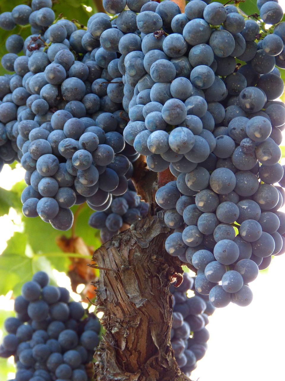priorat grape cluster free photo