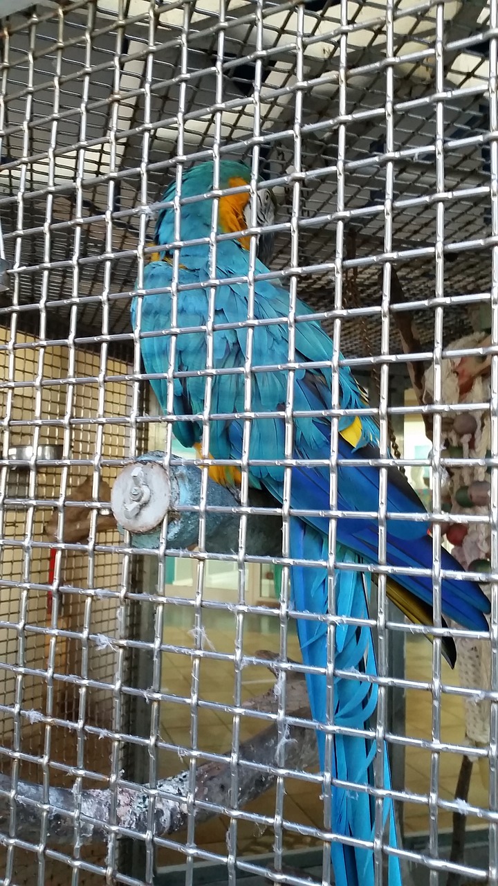 prison bird cage free photo