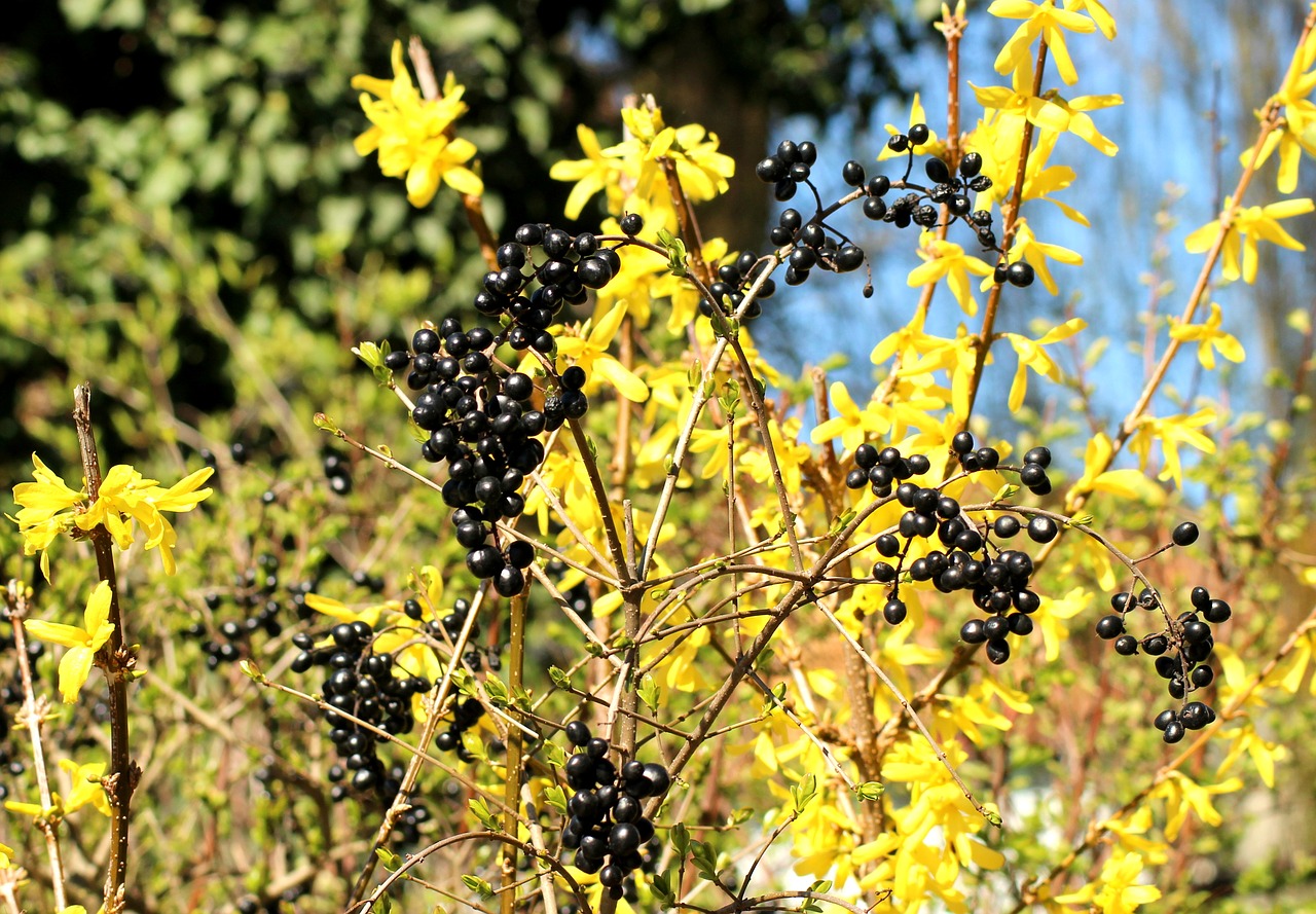 privet  black fruit  forsythia free photo