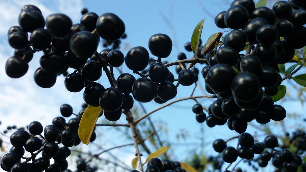 privet-berries hedge plant small free photo