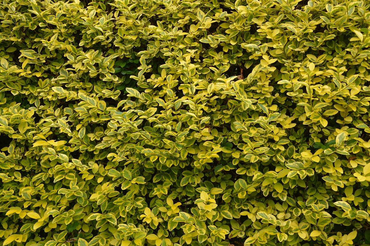 privet hedge leaves privet foliage free photo