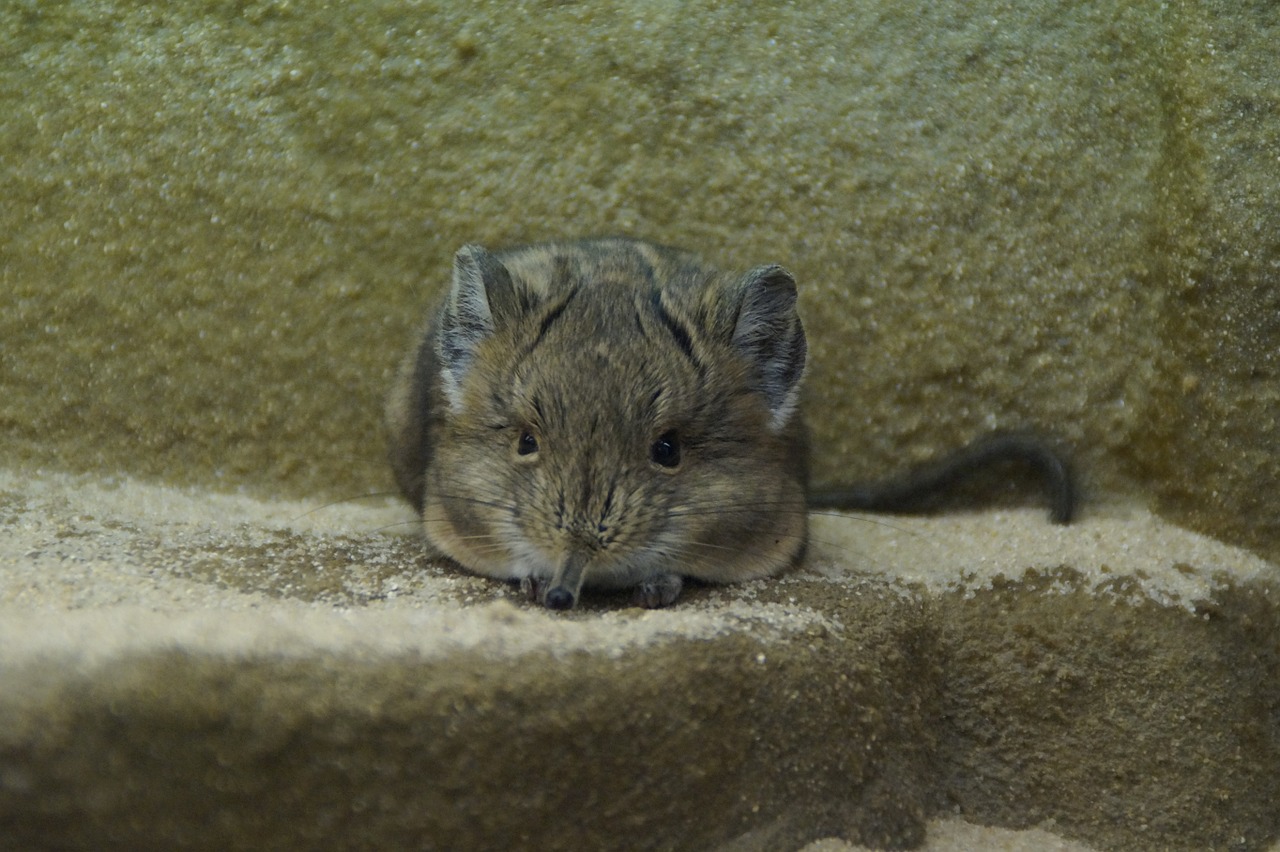 proboscis jerboa mouse fly on the wall free photo