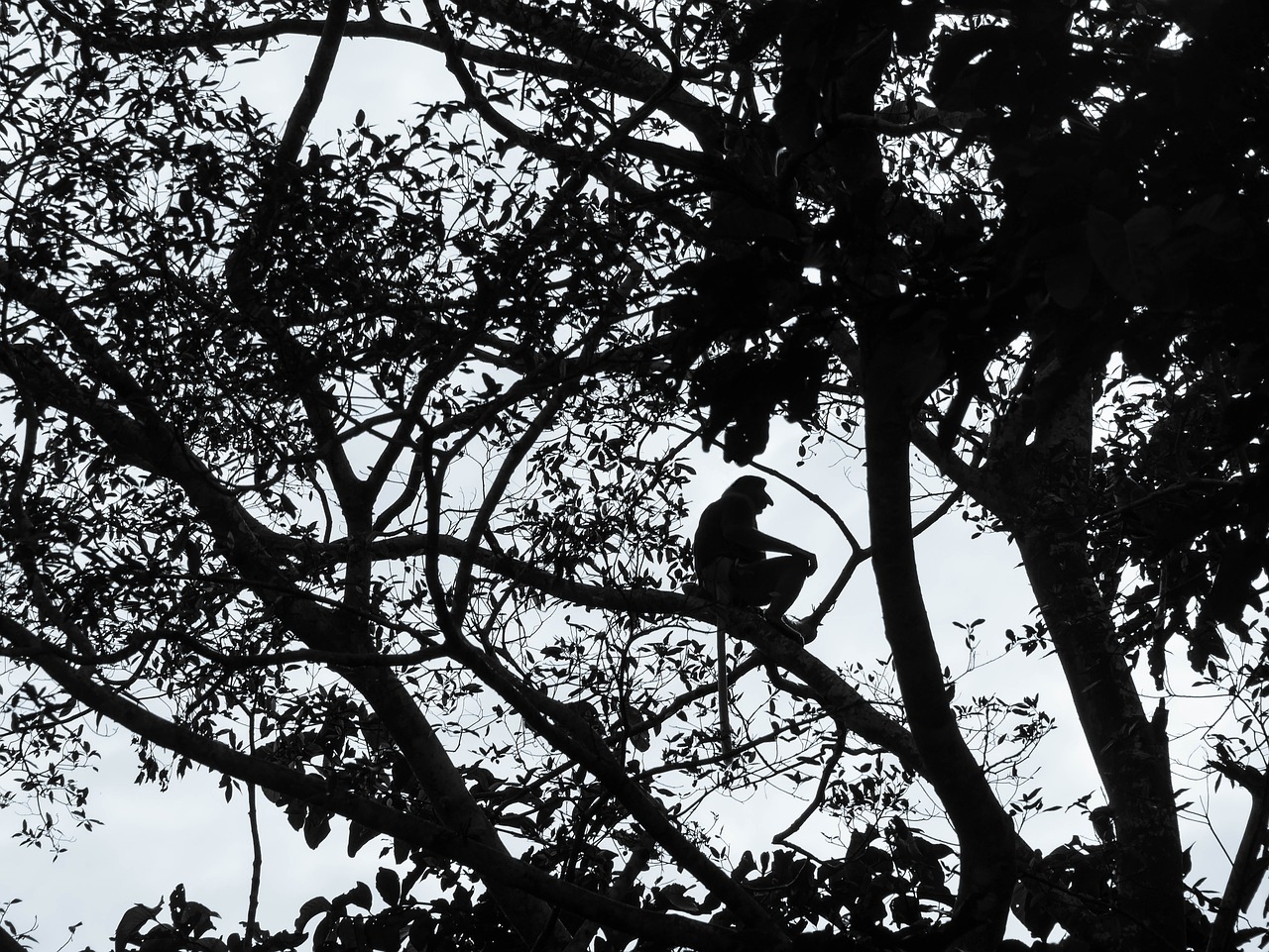proboscis monkey silhouette borneo free photo