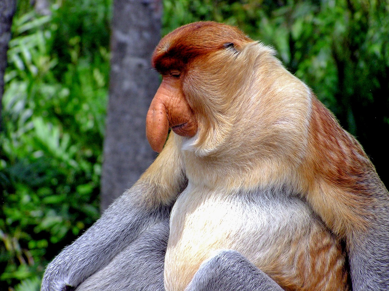 proboscis monkey primate monkey free photo