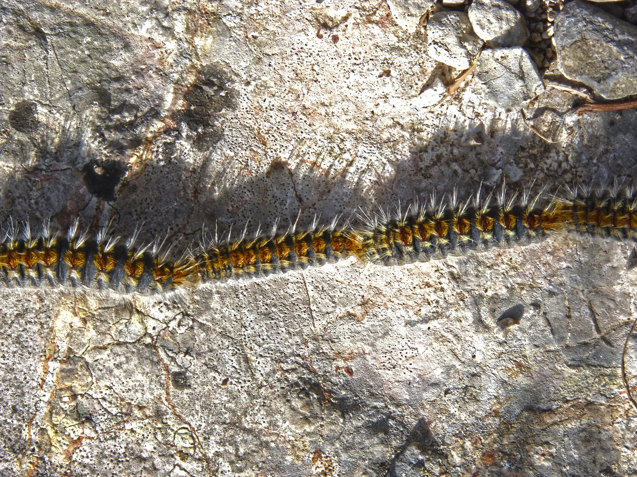 processionary plague caterpillar free photo