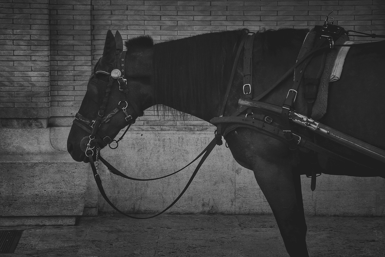 black and white horse animal free photo