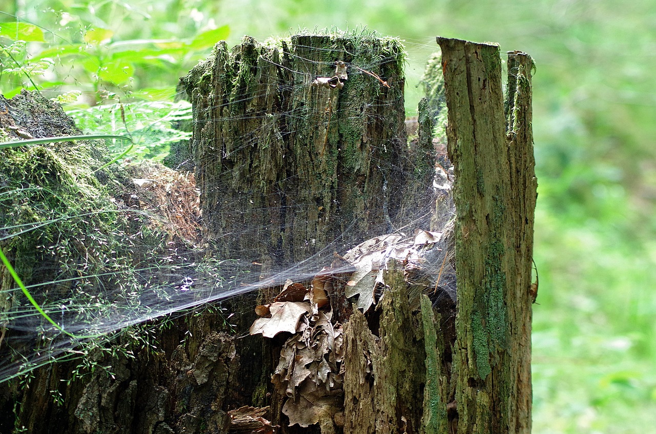 próchniejący stock stump cobweb free photo