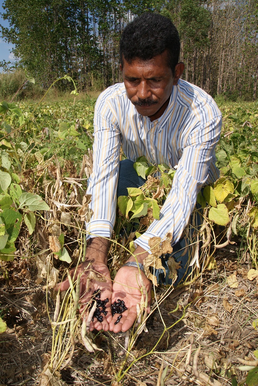 producer harvesting beans free photo