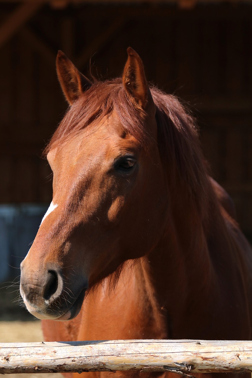 profile  brown horse  pen free photo