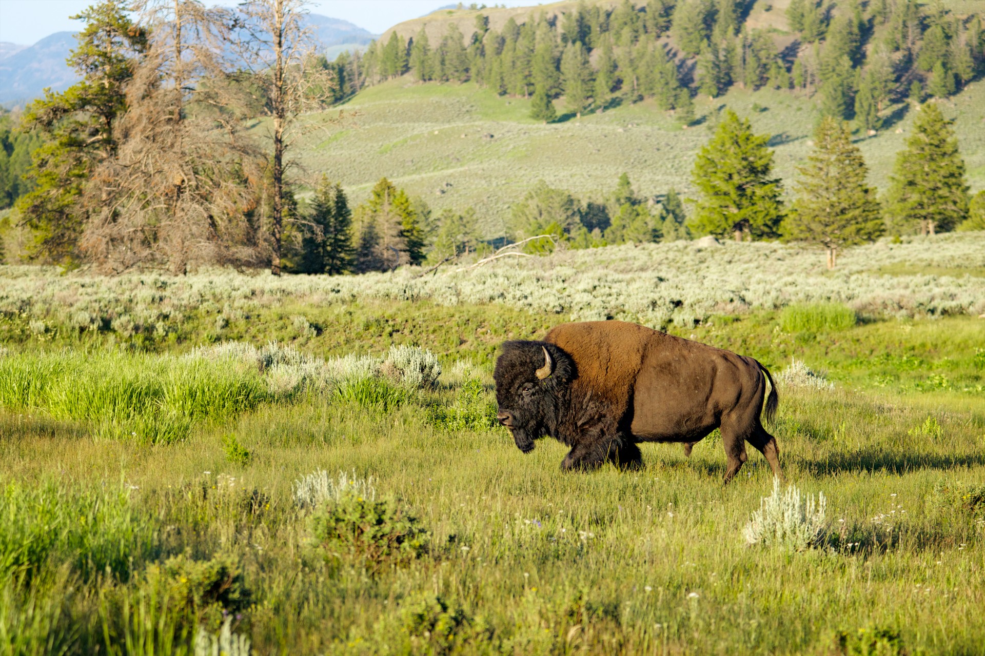 american buffalo animal bison free photo