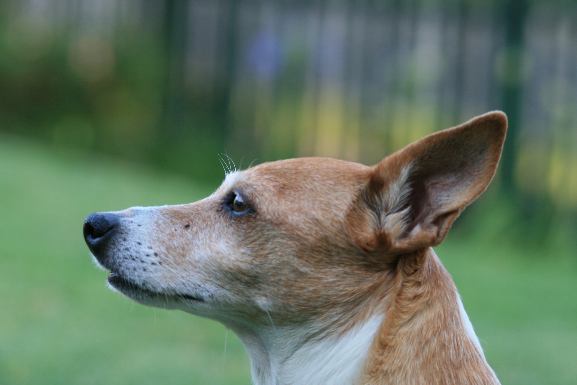 dog terrier profile free photo