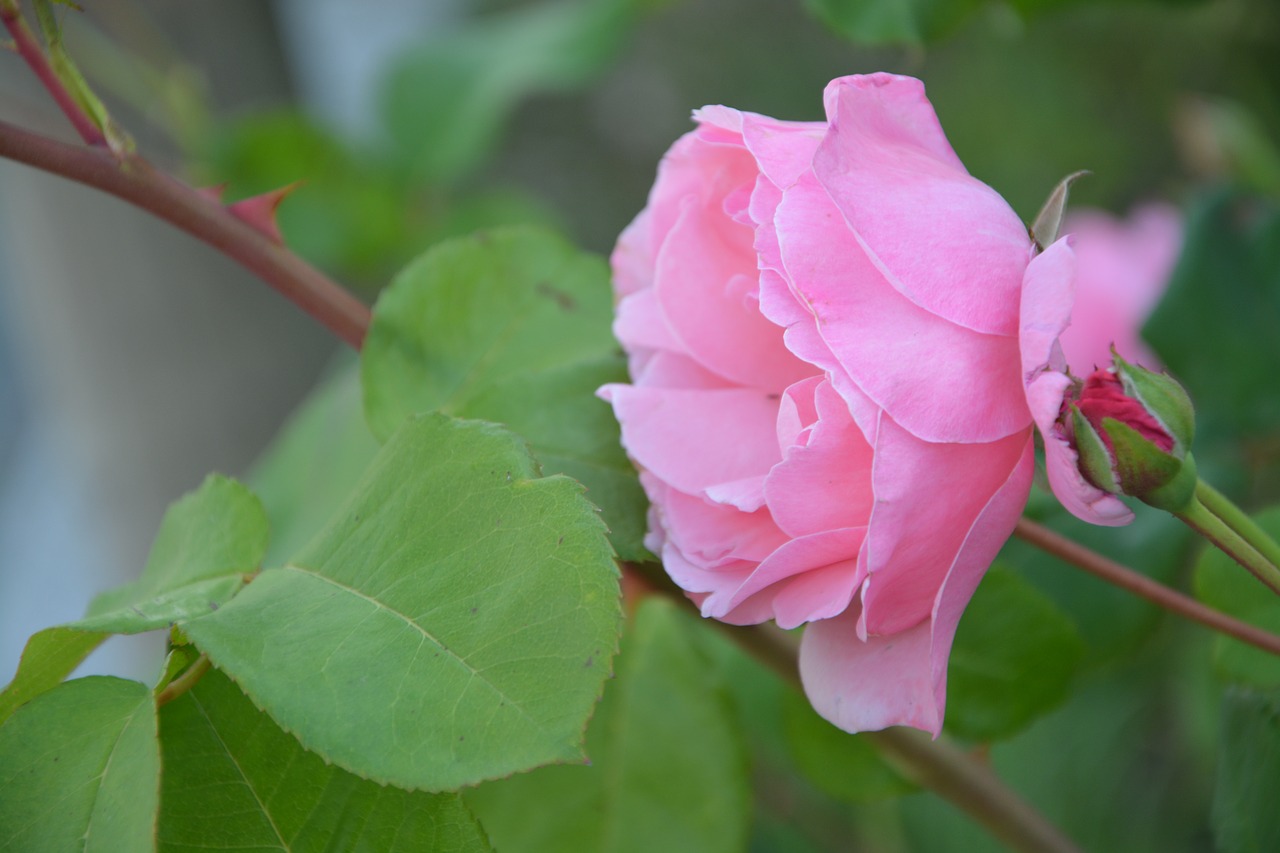 profile of pink pink rosebush free photo