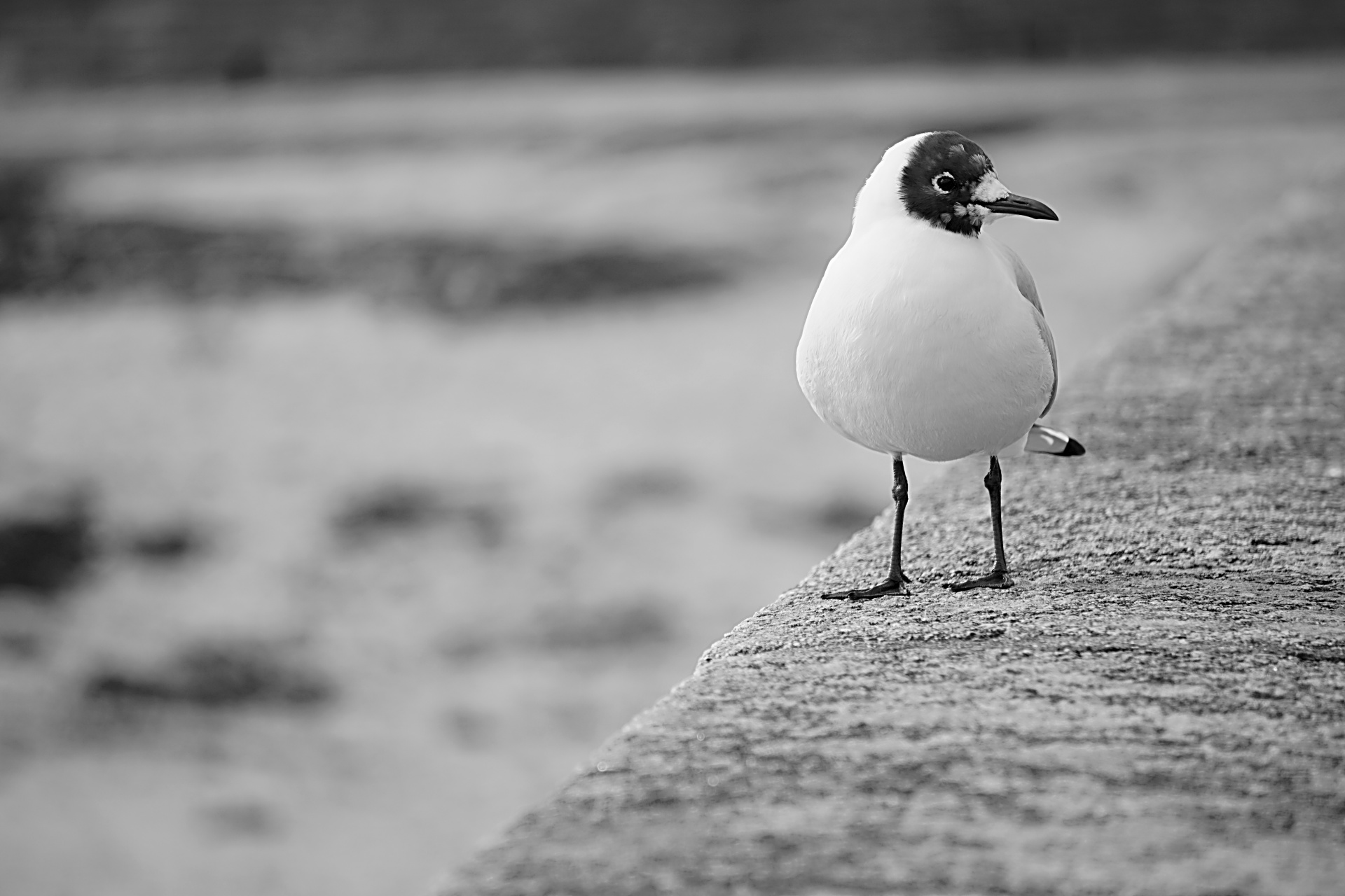 seagull tern black white free photo