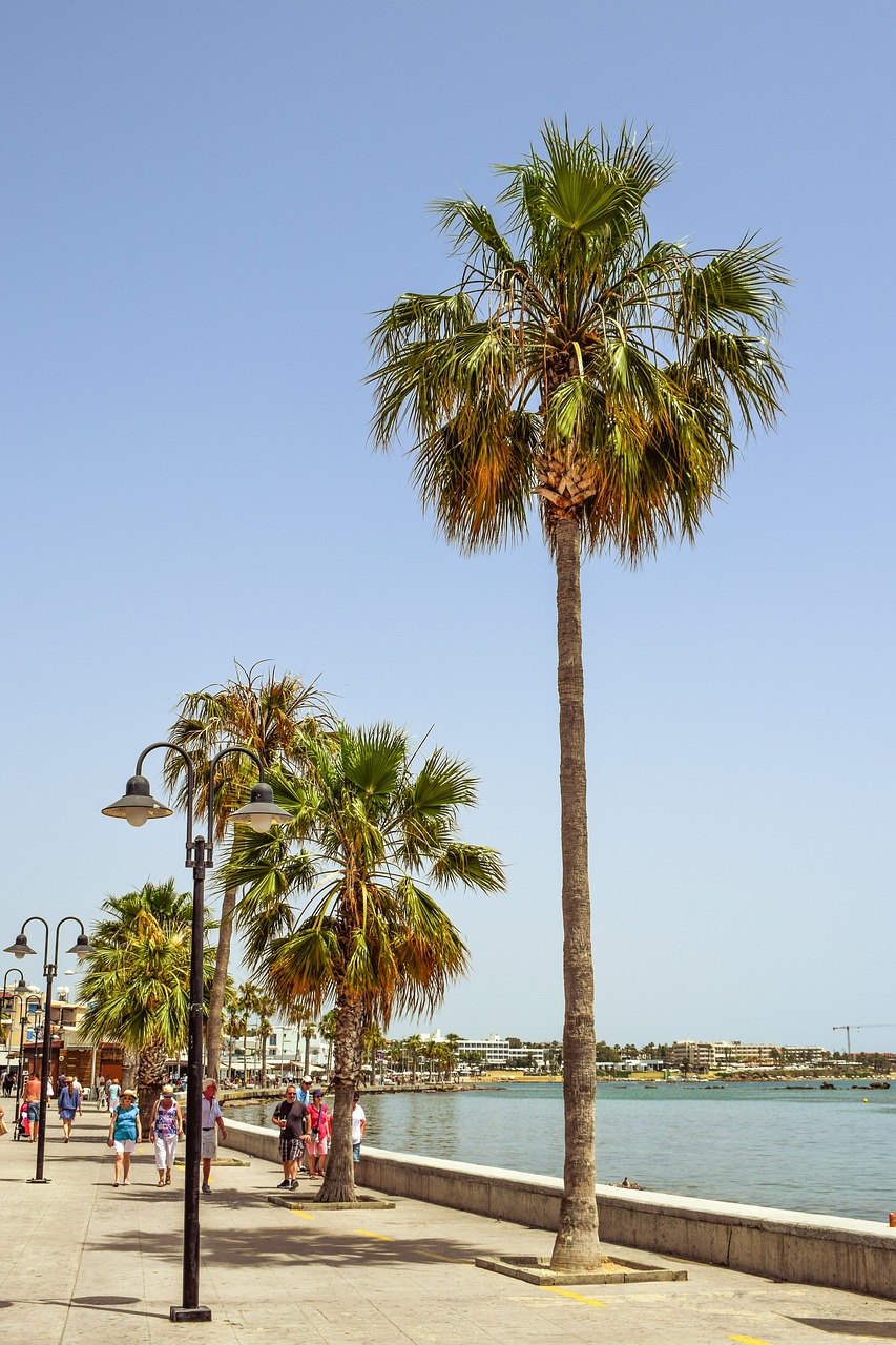 promenade harbor palm trees free photo