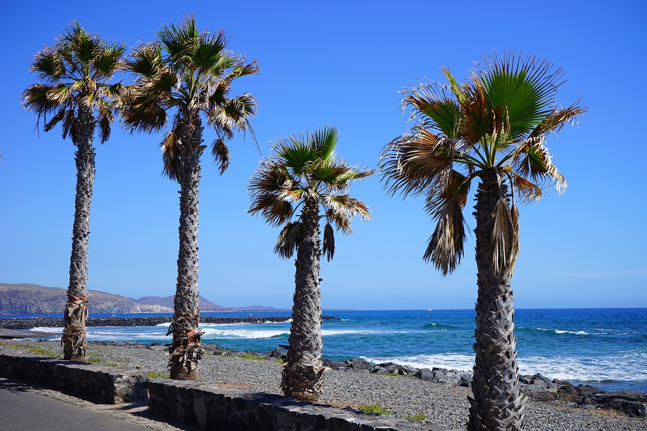 promenade palm trees beach free photo