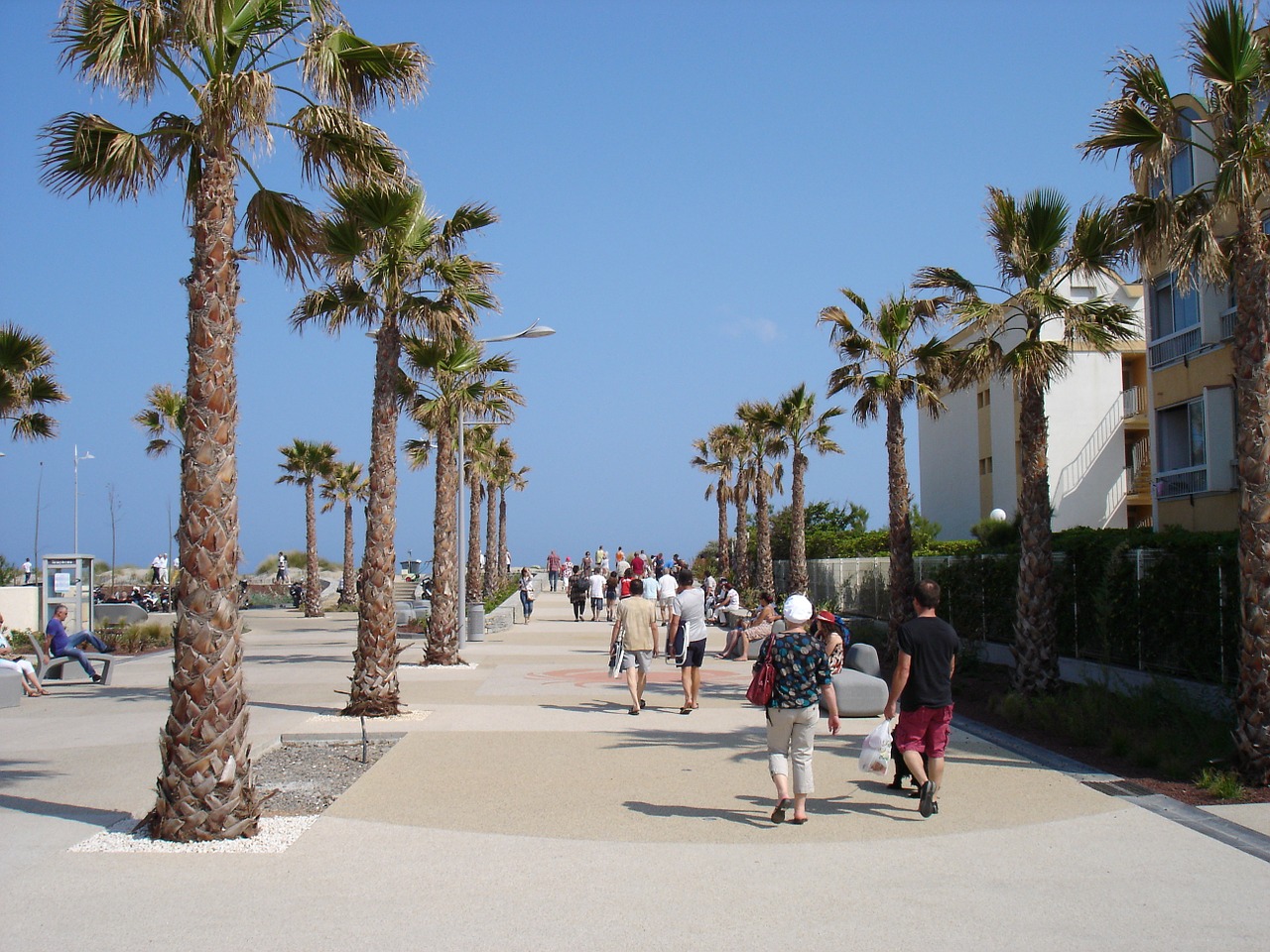 promenade palm walk free photo