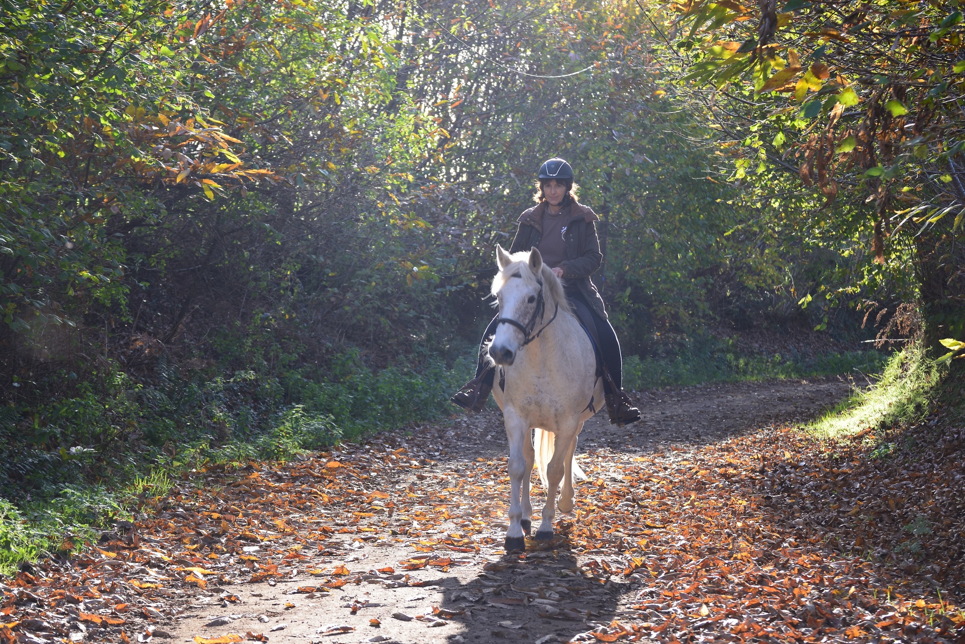 horse rider walk free photo