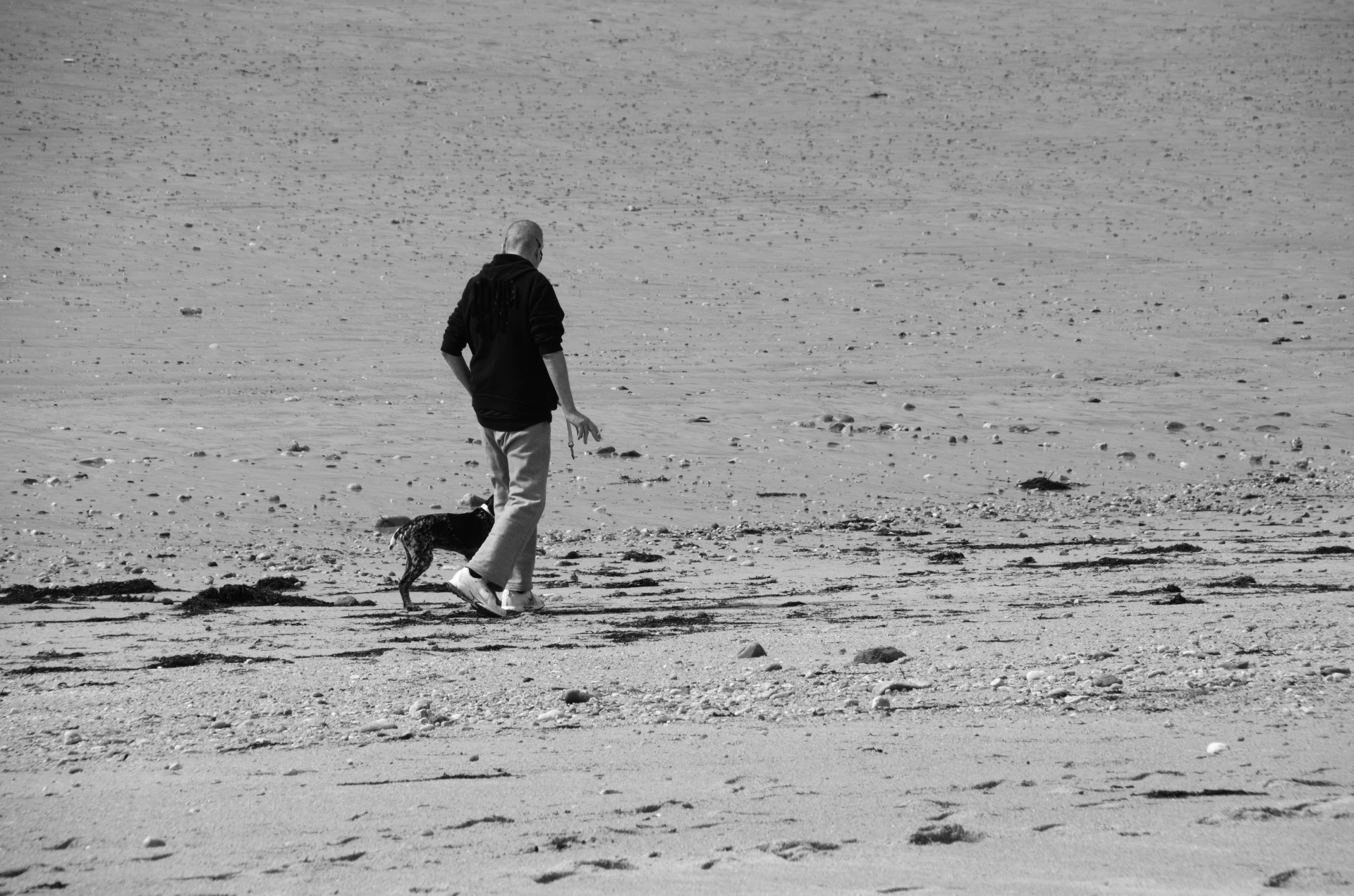 walk dog relaxing free photo