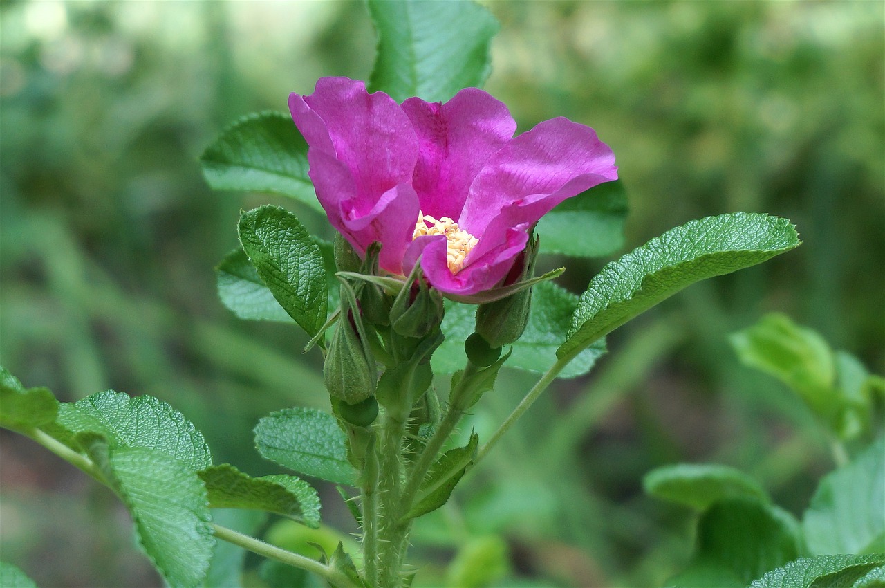 promise of the rose rose flower free photo