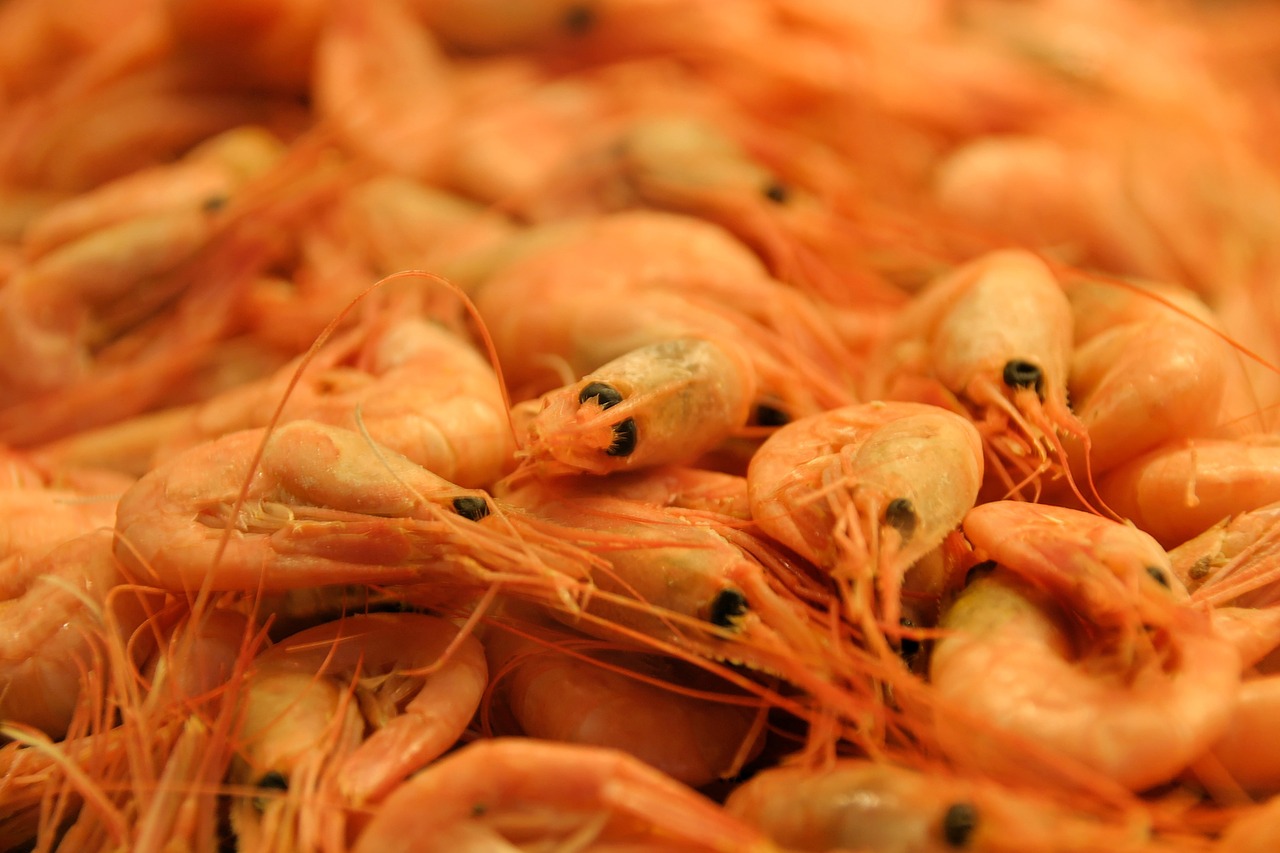 shrimp seafood eat free photo