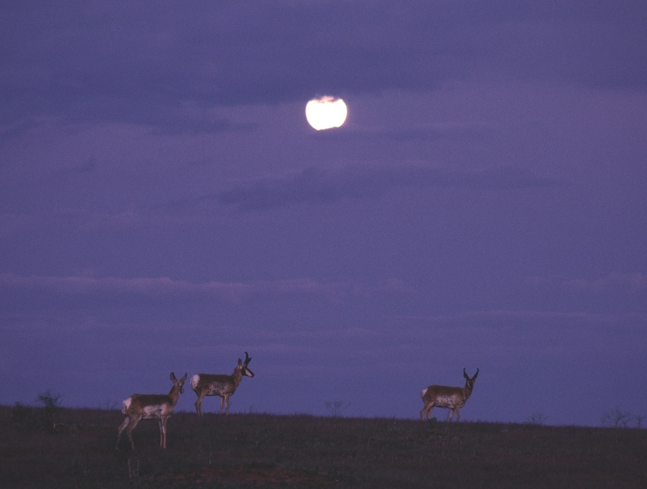 pronghorn night full moon free photo