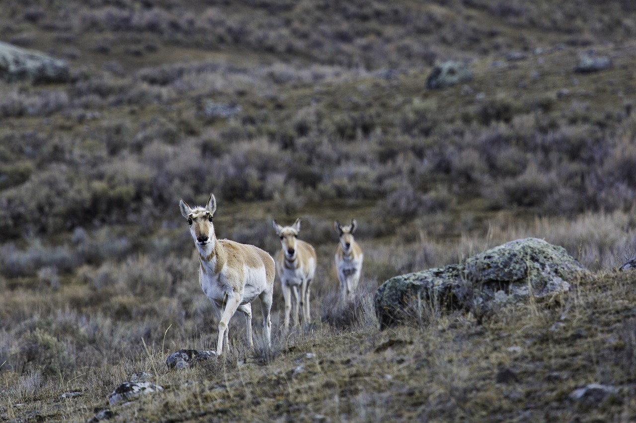 pronghorn herd wildlife free photo