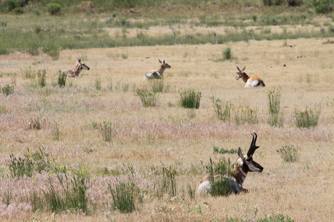 pronghorn american antelope yellowstone free photo