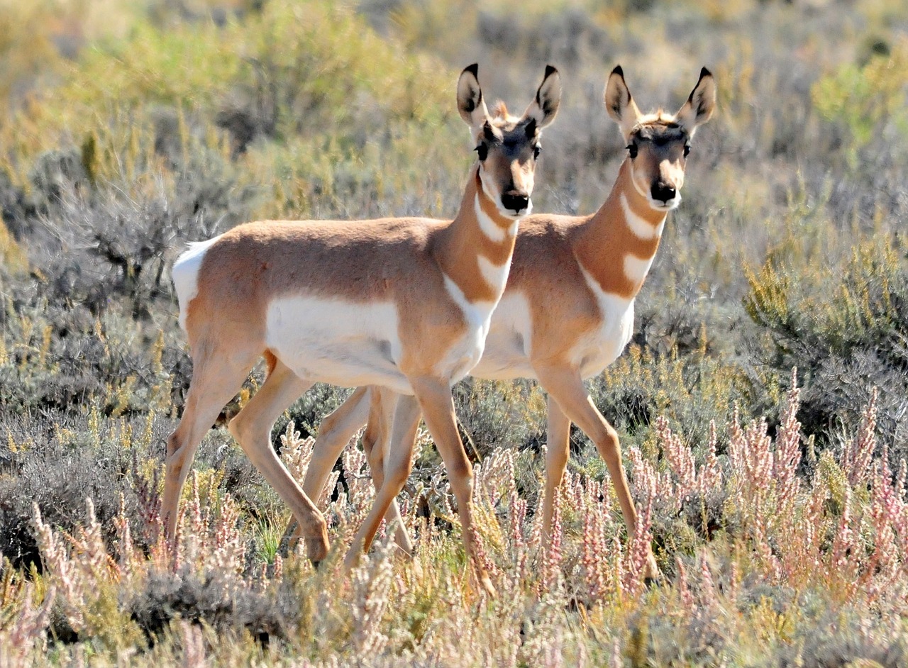 pronghorn twins fawns free photo