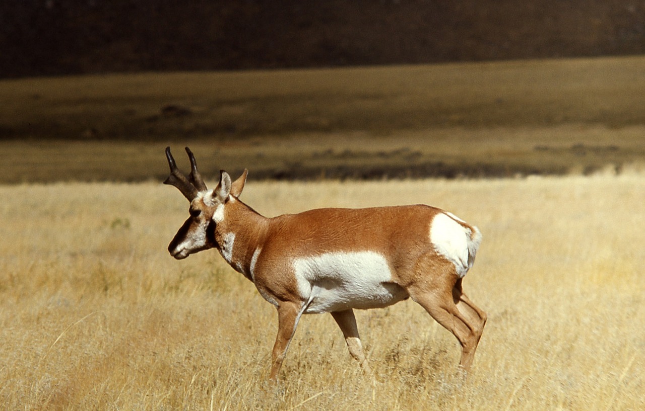 pronghorn buck wildlife free photo