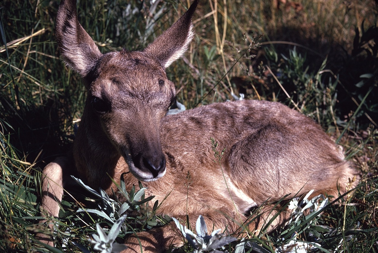 pronghorn antelope baby fawn free photo