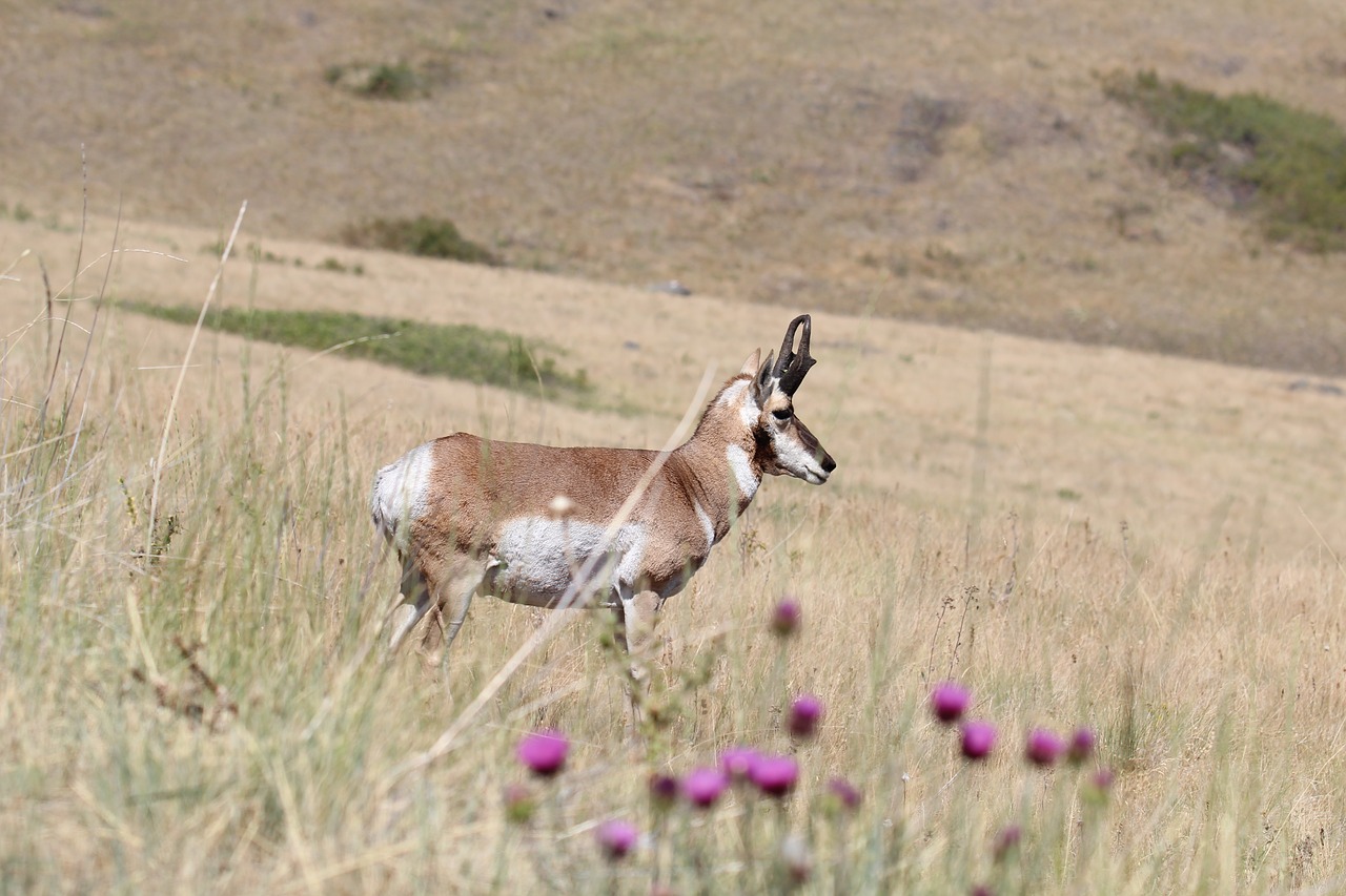 pronghorn antelope antelope pronghorn free photo
