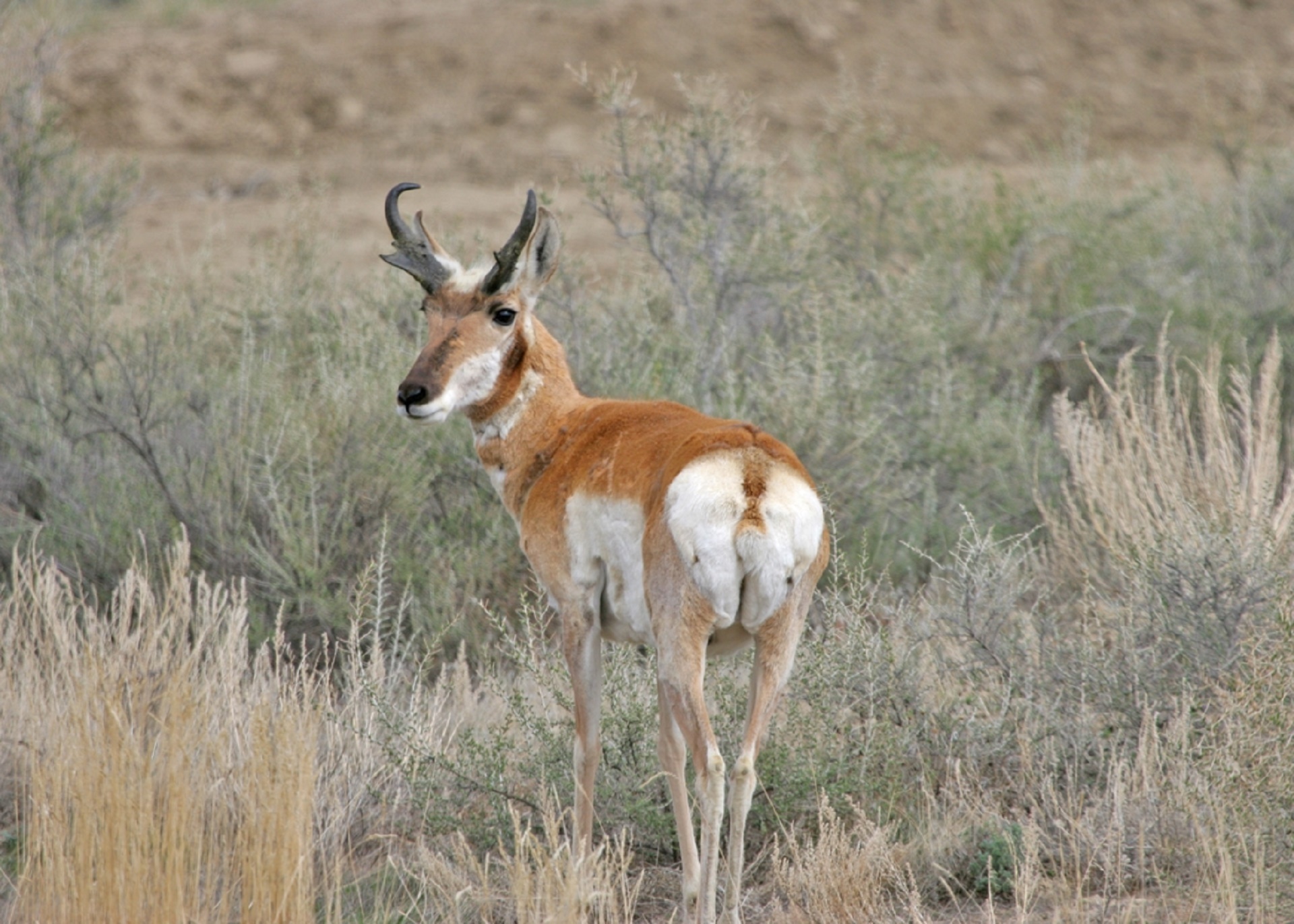 pronghorn antelope wildlife free photo