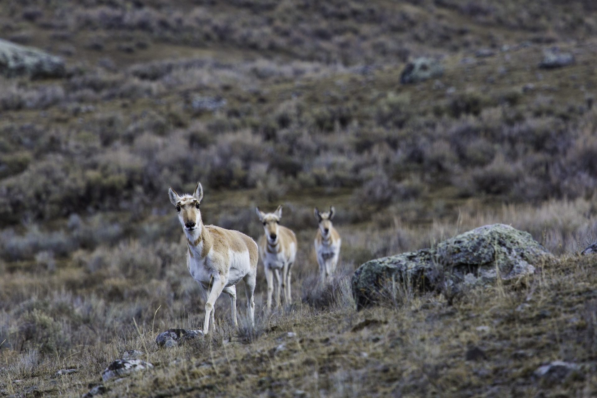 pronghorn deer walking free photo