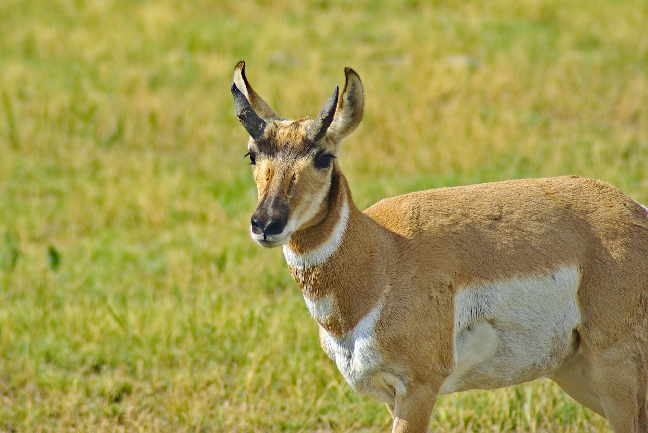 pronghorn in south dakota  antelope  pronghorn free photo