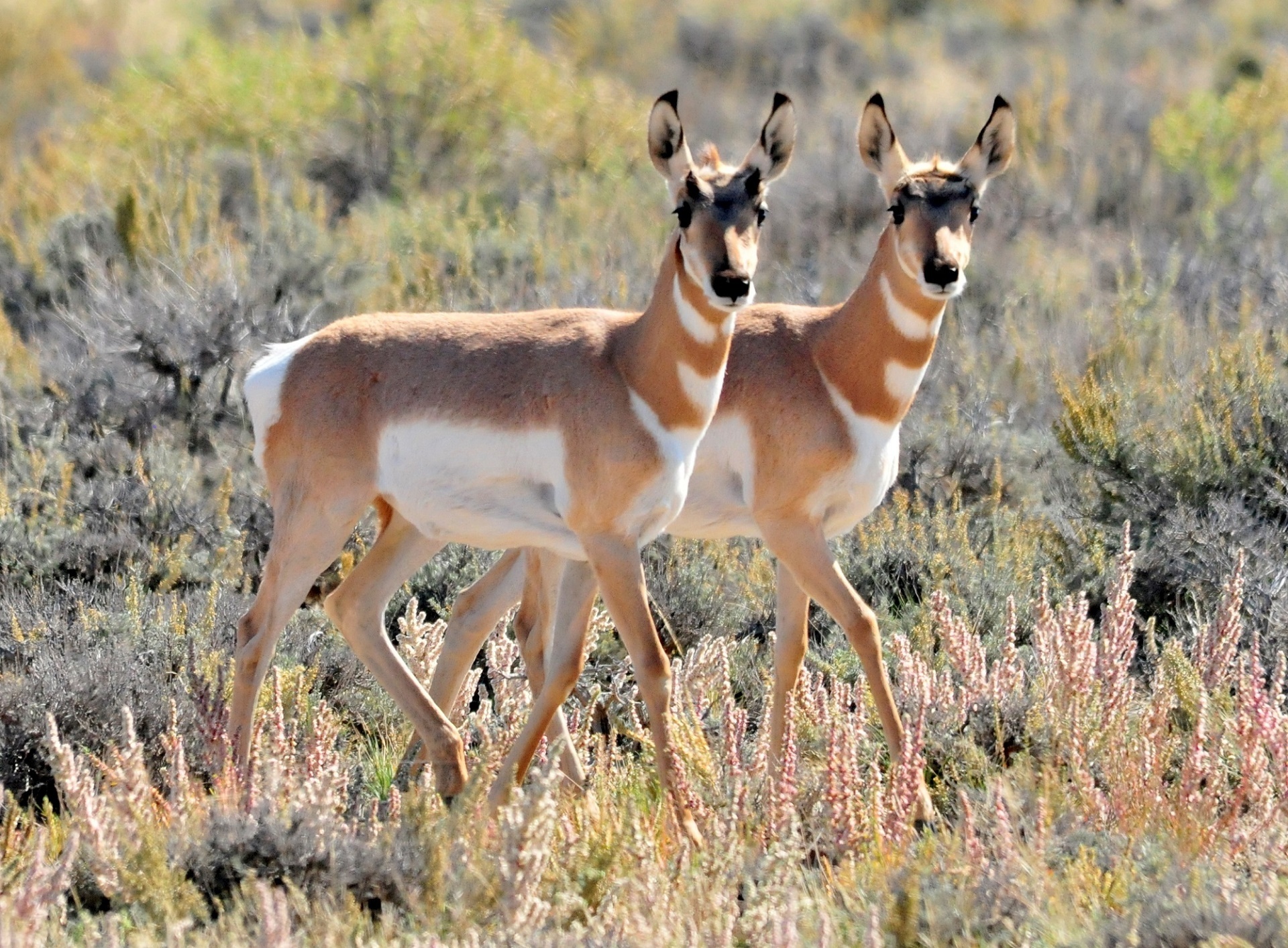 Pronghorn,deer,pair,two,couple - free image from needpix.com