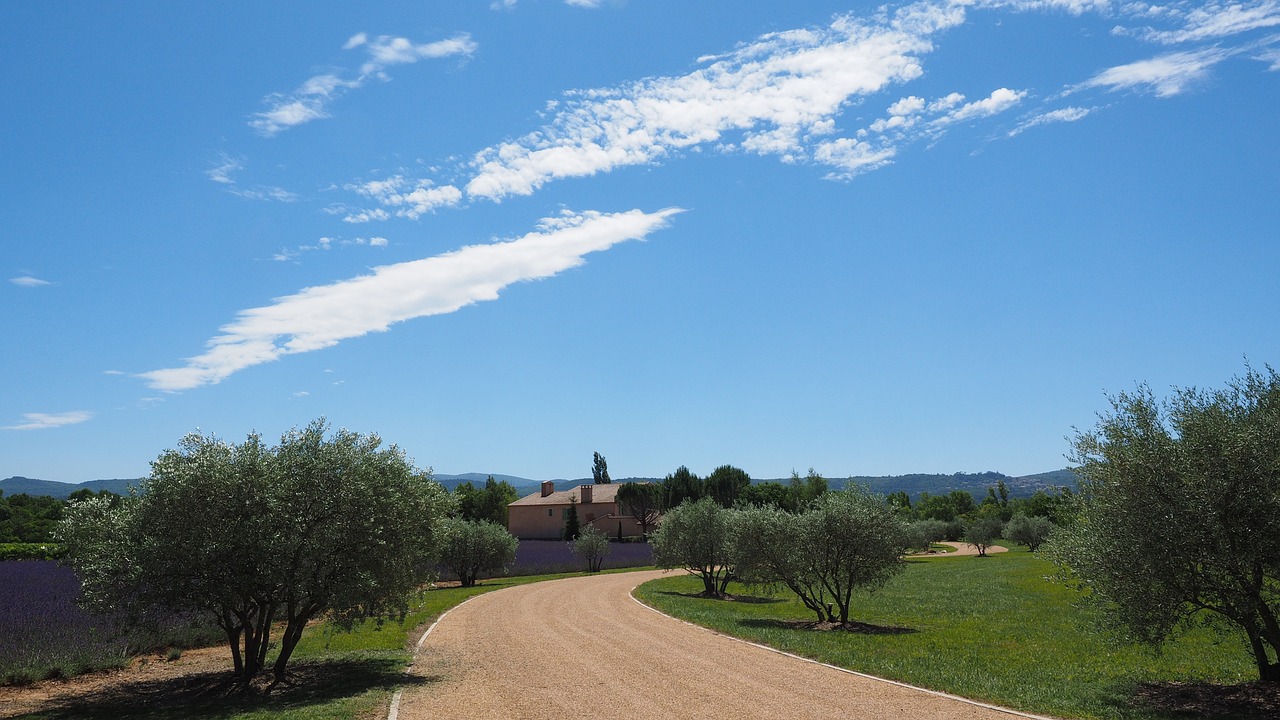 property away olive trees free photo