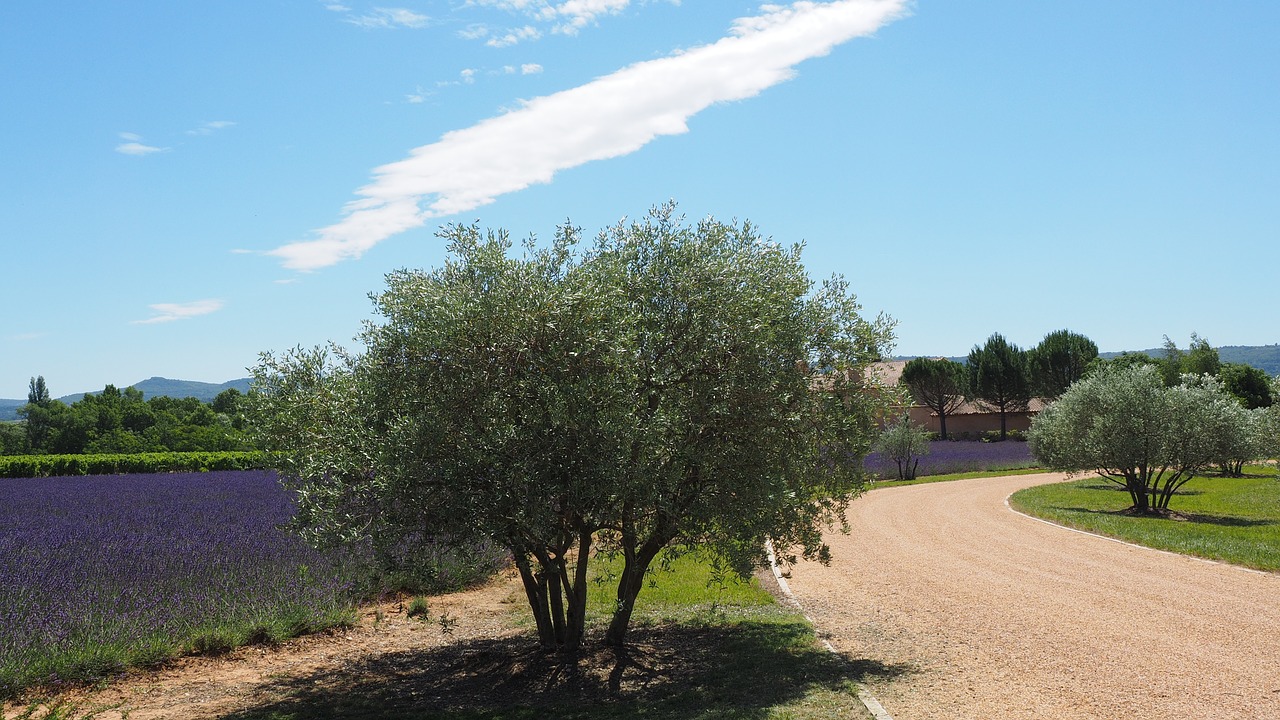 property way olive trees free photo
