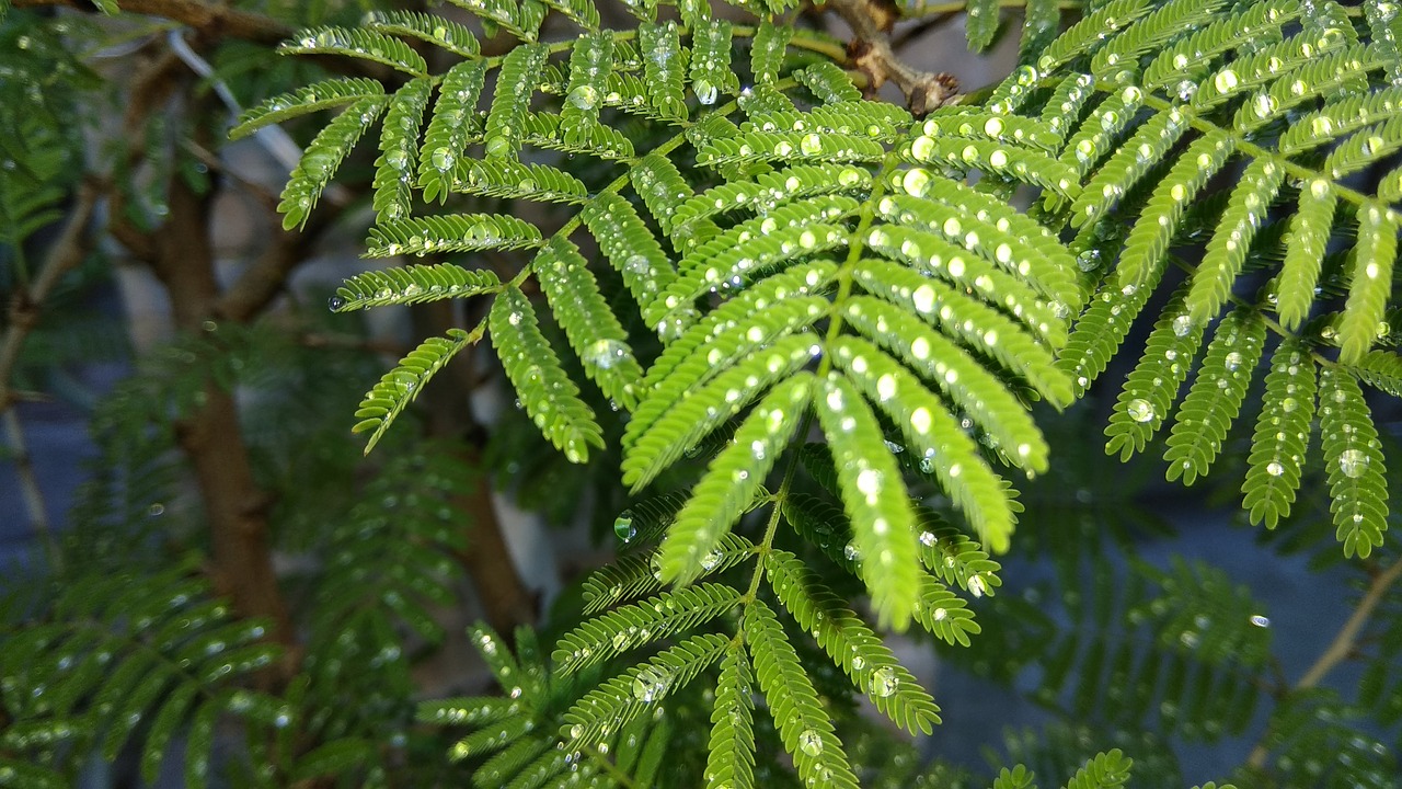 prosopis rain green free photo