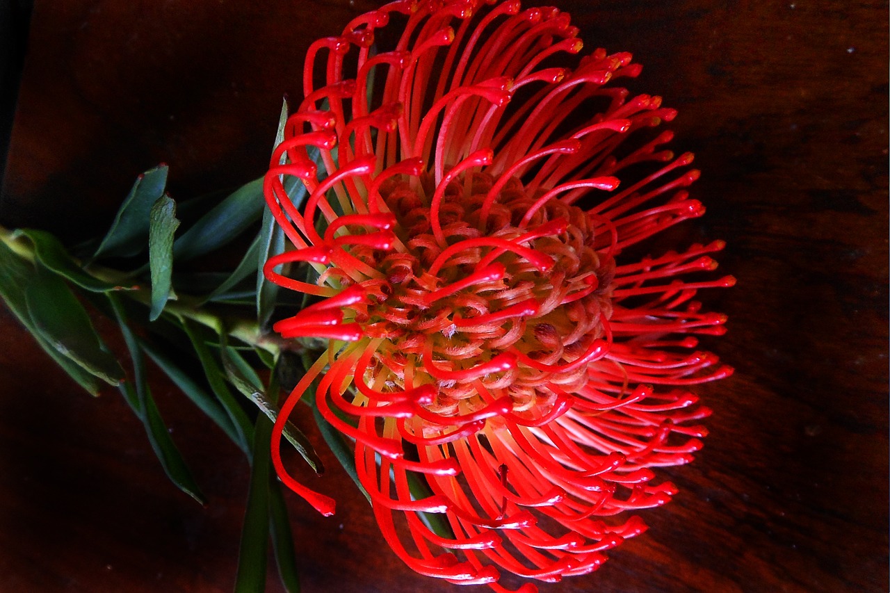 protea flower bloom free photo