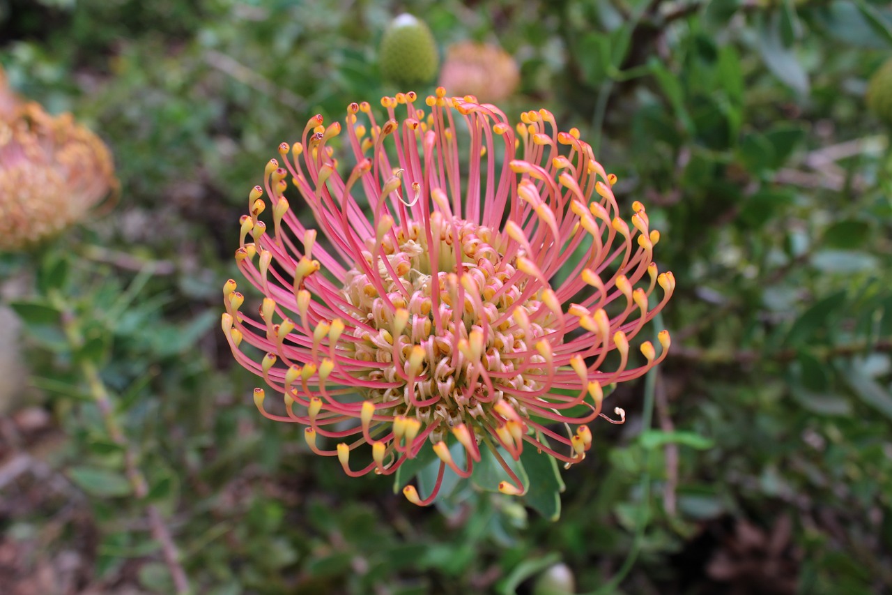 protea flower bloom free photo