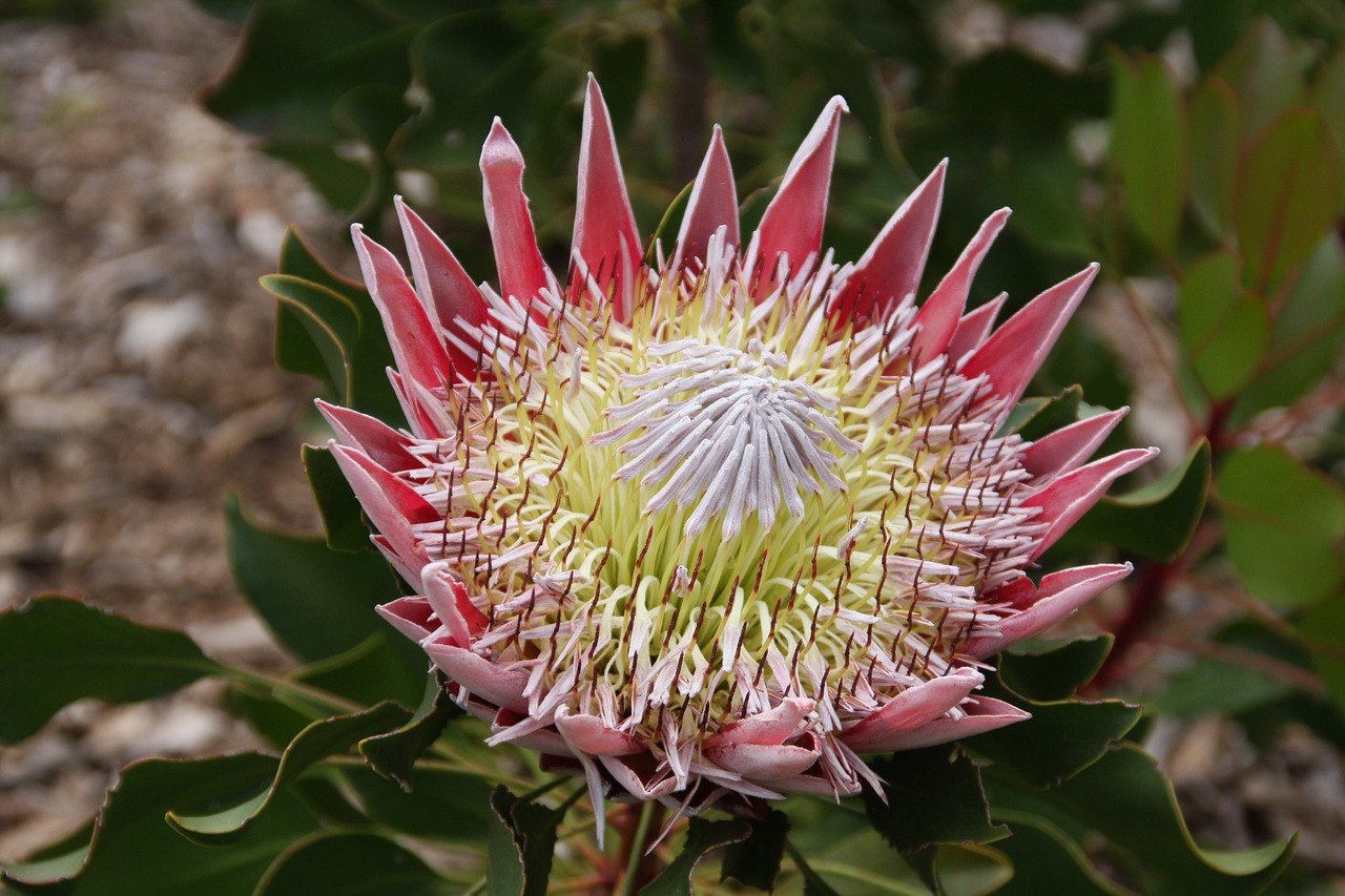 protea king protea crest flower south africa free photo