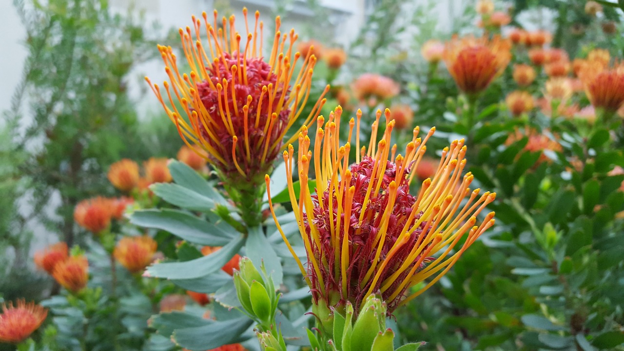 protea sugar bushes sugar bush free photo